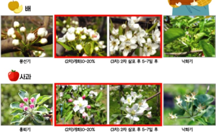 김제시, 과수 병해충 사전 예방‘총력...