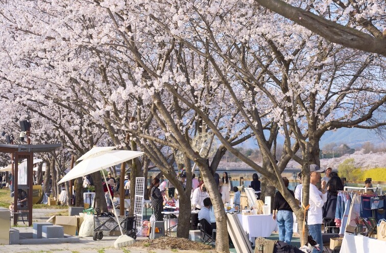 2026 구례300리 벚꽃축제 성황리...