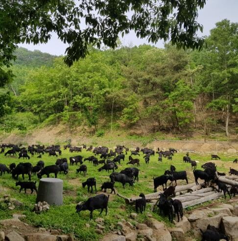 임실군, 염소 농가맞춤형 지원사업 추...