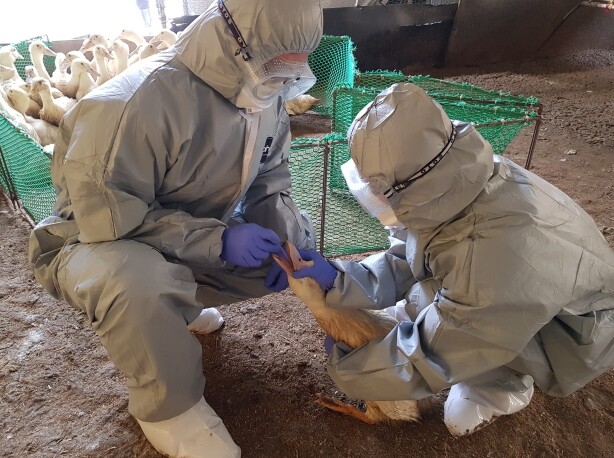 충북도, 퇴직공무원 투입해 재난성가축...