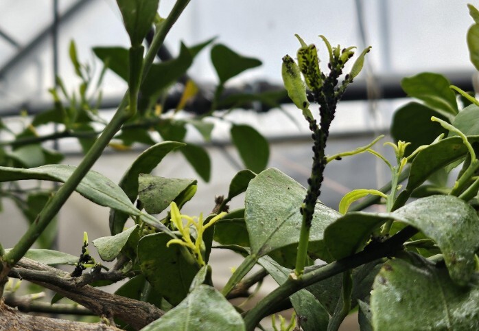 경남농업기술원, 만감류 병해충 ‘지금...