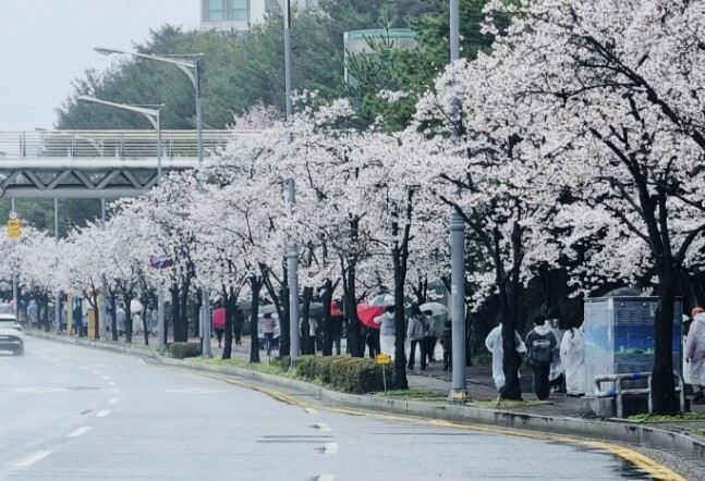 아산시, 탕정면 탄소중립 실천 벚꽃길...