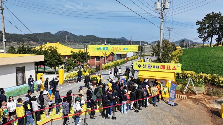 신안군 ‘2026 섬 수선화 축제’ ...