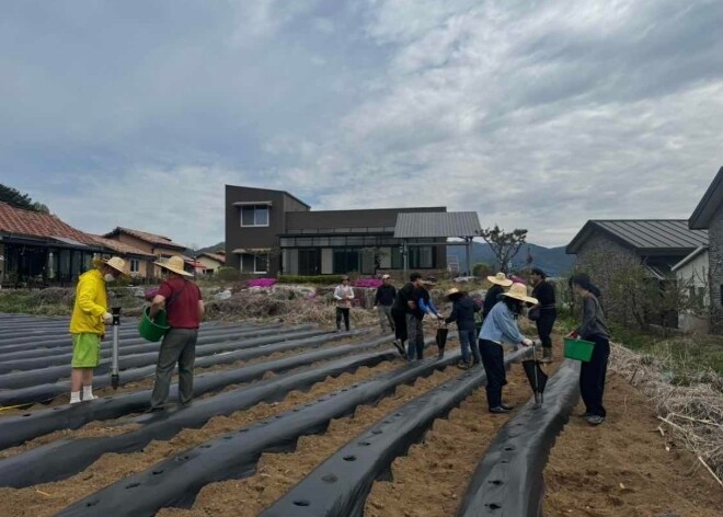 춘천시와 청년4-H연합회 공동 감자 ...