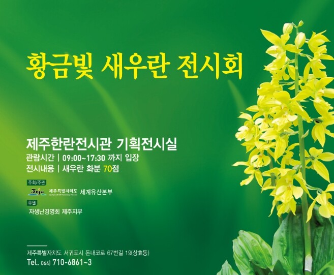 제주 자생난초 새우란, 황금빛 자태 ...