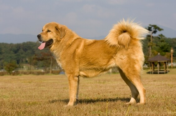 임실군, 충의와 헌신 오수개 동상 제...