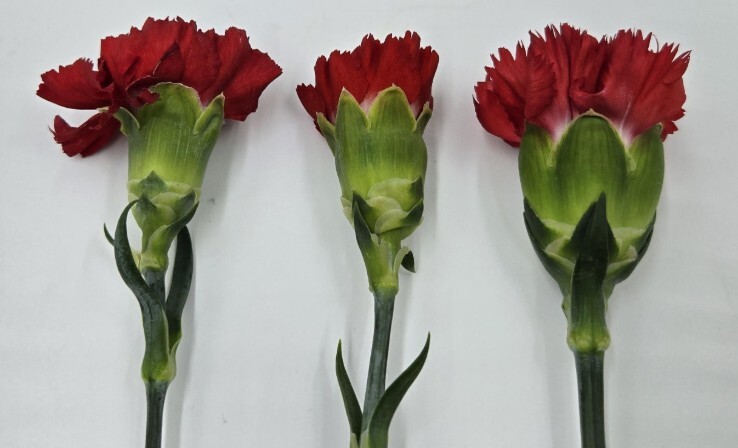 농식품부, 가정의 달 5월 화훼류 원...