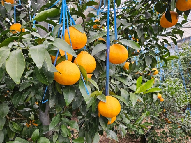 제주도, 만감류 비료 사용 저감…관비...