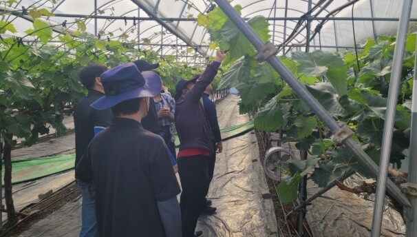 스포츠산업과, 포도 농가 돕기 위해 ...