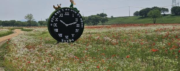 영산강 물든 붉은 꽃물결…나주 꽃양귀...