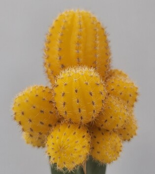 thumbimg