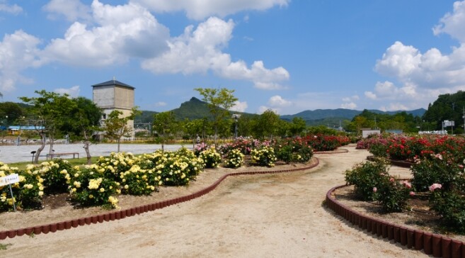 영동군 추풍령급수탑공원 장미 만개… ...