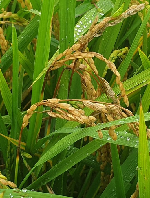 경기도, 폭염·고온다습 지속 전망…작...