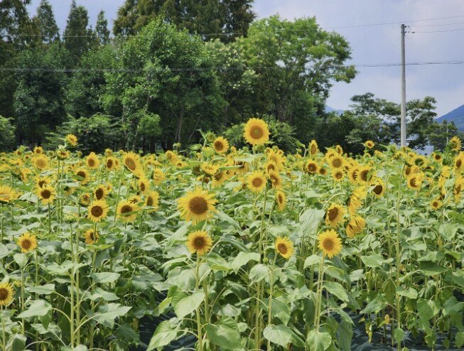 예산군, 덕산온천 유휴부지에 해바라기...