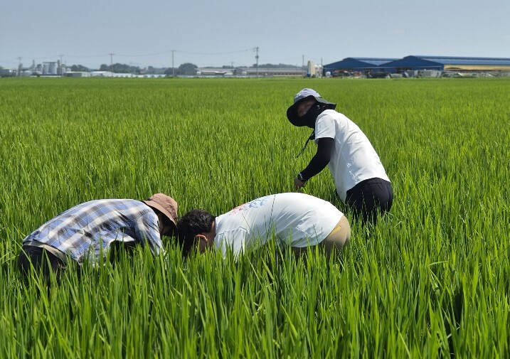 익산시, 벼멸구 유입 대비 예찰·방제...