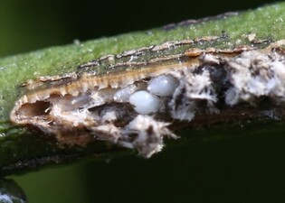 thumbimg
