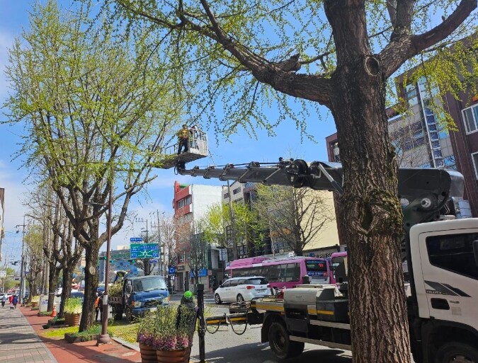순천시, 가로수 정책 대전환…사람과 ...