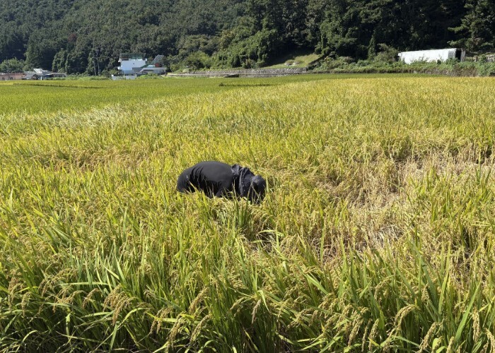 경상남도농업기술원, 공동방제 후에도 ...
